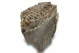 Fossil Juvenile Woolly Mammoth Molar - Siberia #259868-3